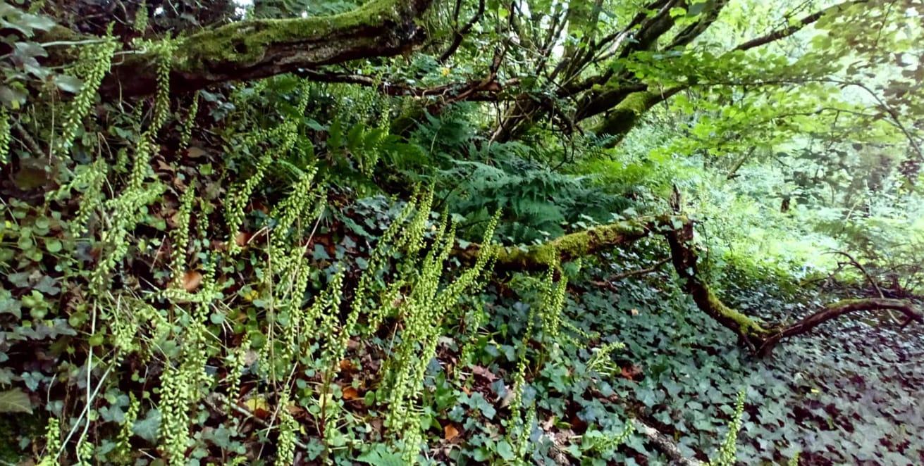 Morning Prayer Tuesday July 7th 2020 Charlton Church